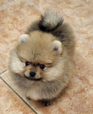 Les chiots de Spitz allemand