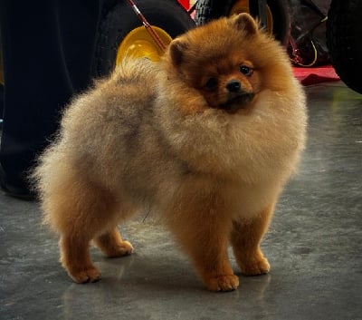 Les chiots de Spitz allemand