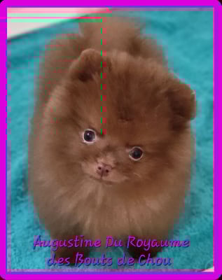 Les chiots de Spitz allemand