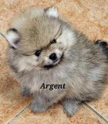 Les chiots de Spitz allemand