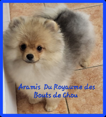 Les chiots de Spitz allemand