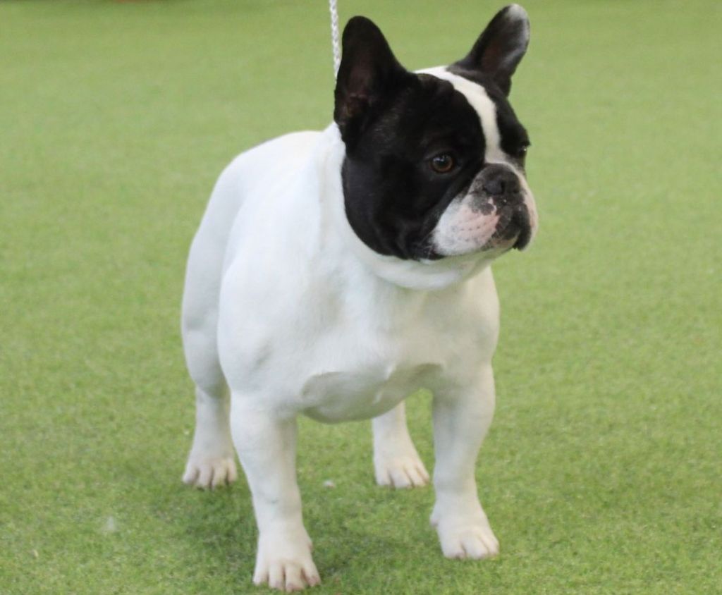 Publication : des jardins d'Antigone Auteur : nosb