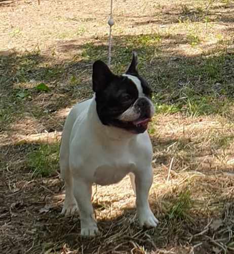 Publication : des jardins d'Antigone Auteur : nosb