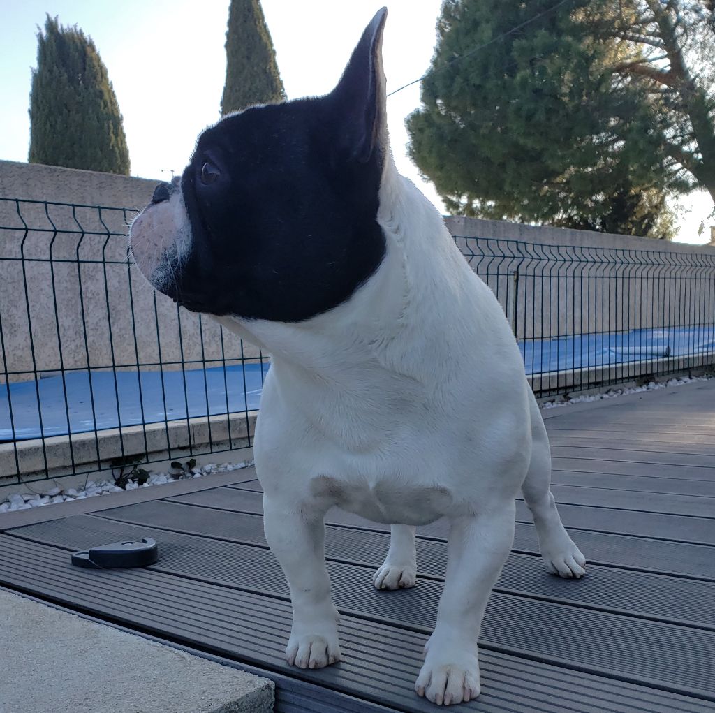 Publication : des jardins d'Antigone Auteur : nosb