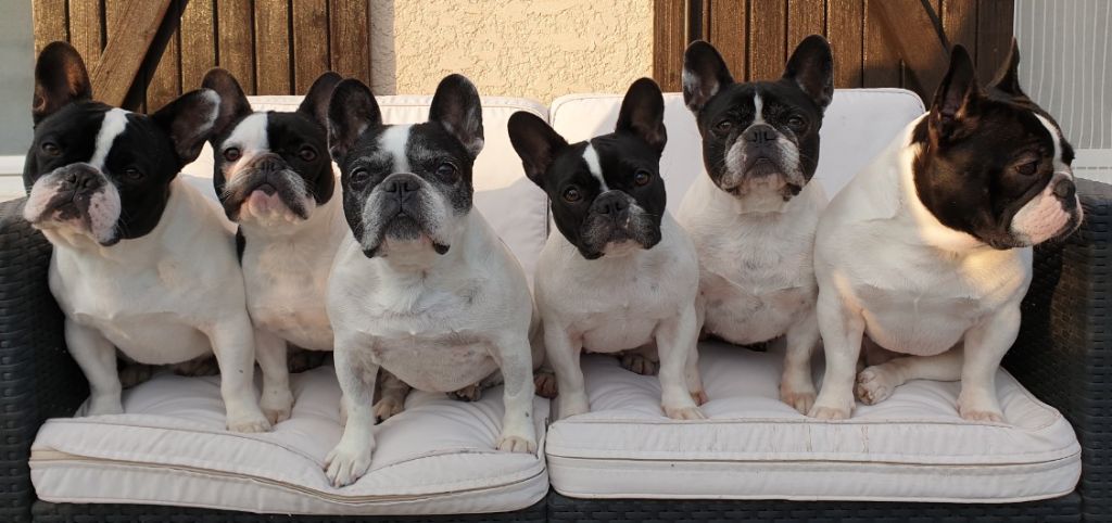 Publication : des jardins d'Antigone Auteur : nosb