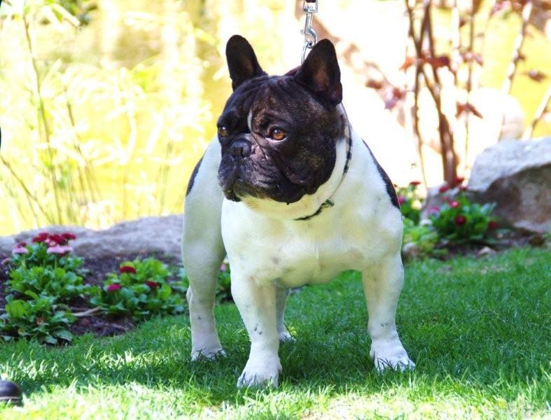 Publication : des jardins d'Antigone Auteur : NOSB