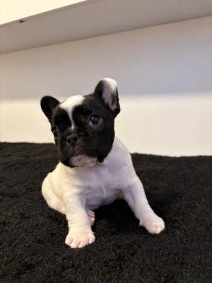 Les chiots de Bouledogue français