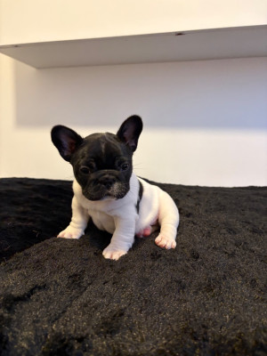 Les chiots de Bouledogue français