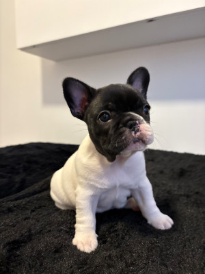 Les chiots de Bouledogue français