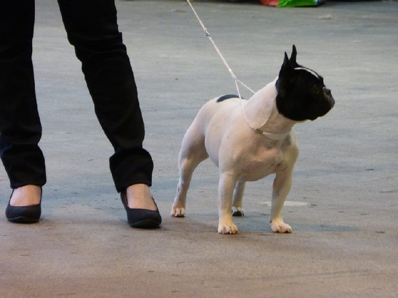 CH. I'am lily rose de la vallée de la Maine - 3 ème Excellente en C.I Caille