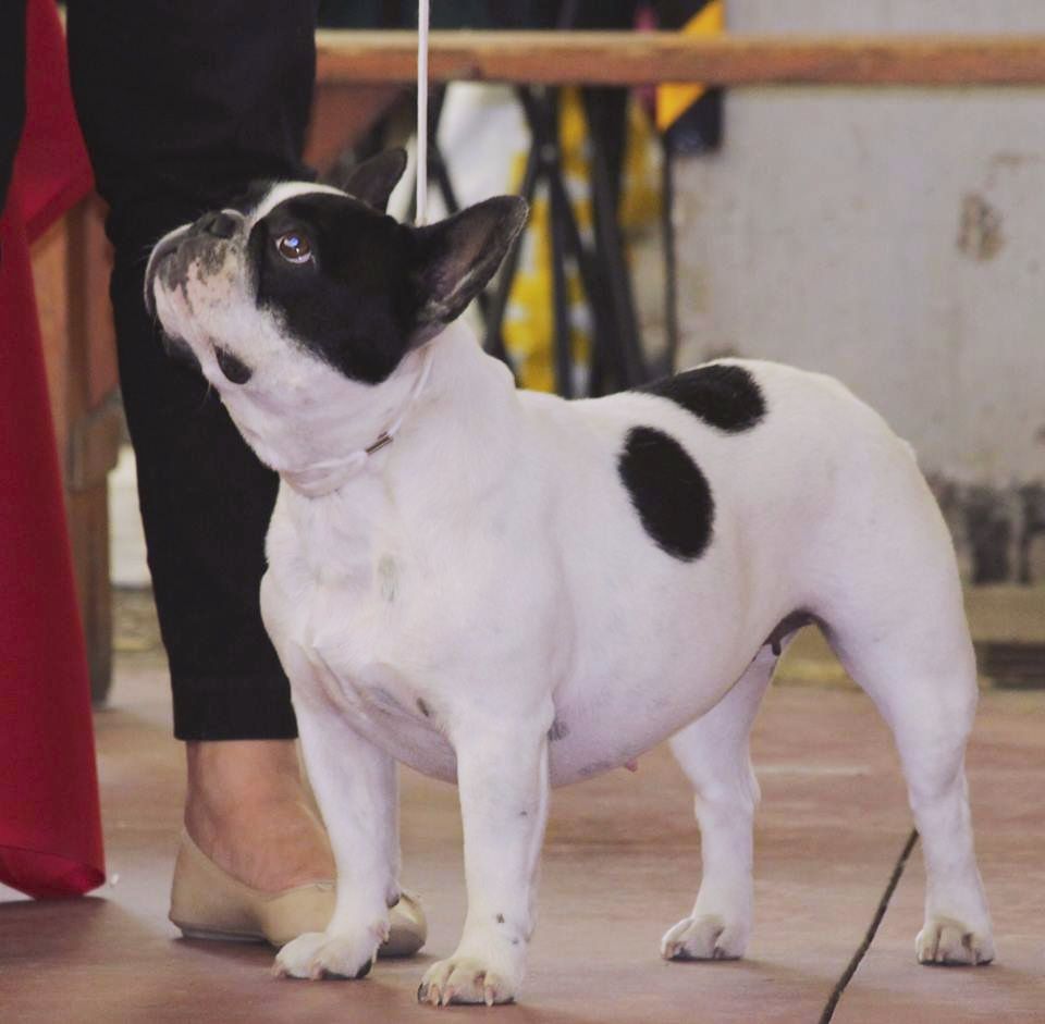 CH. I'am lily rose de la vallée de la Maine - EXCELLENT