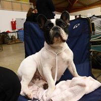 CH. I'am lily rose de la vallée de la Maine - 2ème EXCELLENT