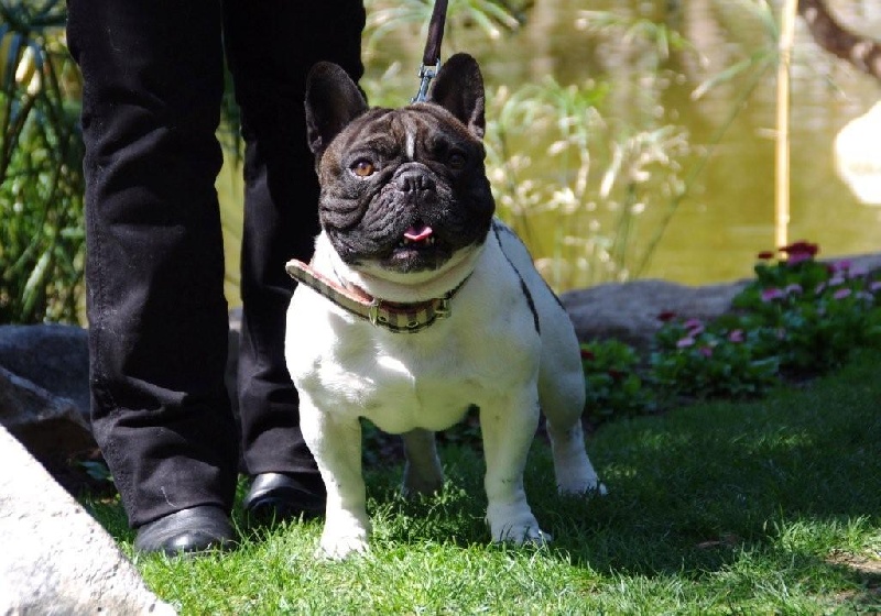 Burberry des jardins d'Antigone - 1er CACS CACIB CACM