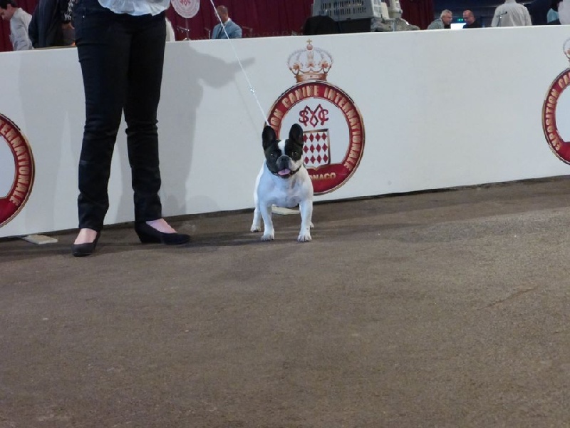 CH. I'am lily rose de la vallée de la Maine - 1er Excellente RCACM en C.I Caille