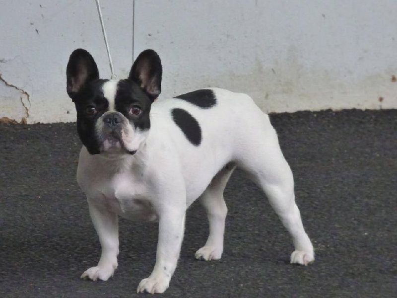 CH. I'am lily rose de la vallée de la Maine - 3ème excellent