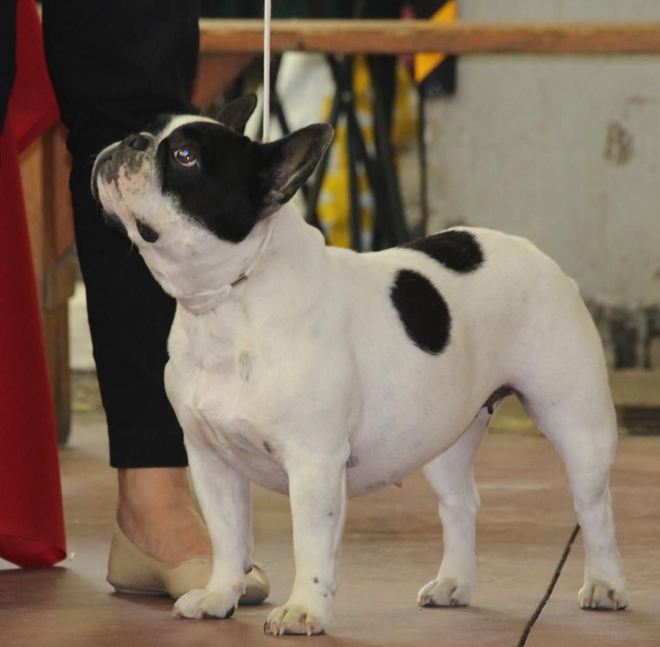 CH. I'am lily rose de la vallée de la Maine - 4ème EXCELLENT