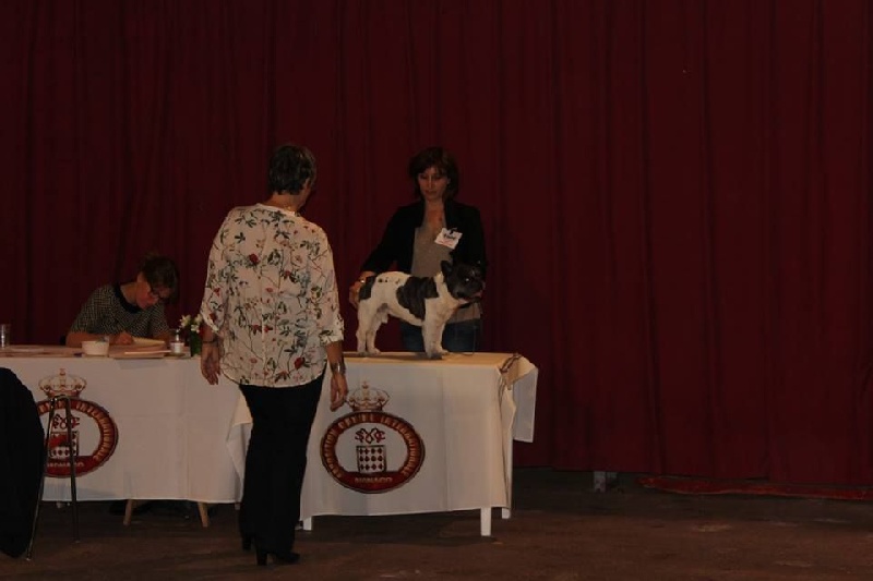 Burberry des jardins d'Antigone - 1er Excellent Vétéran Mâle