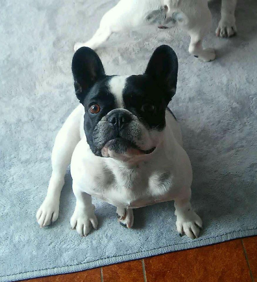 CH. I'am lily rose de la vallée de la Maine - 4ème EXCELLENT