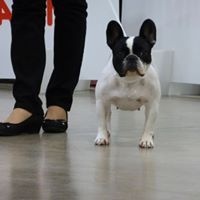 CH. I'am lily rose de la vallée de la Maine - 2eme Excellent COF