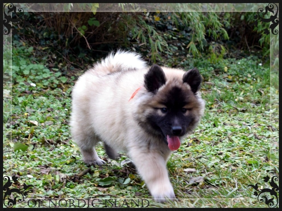 chiot collier orange