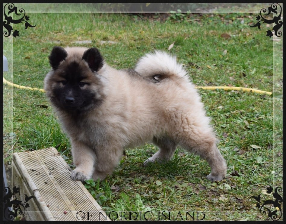 chiot collier orange