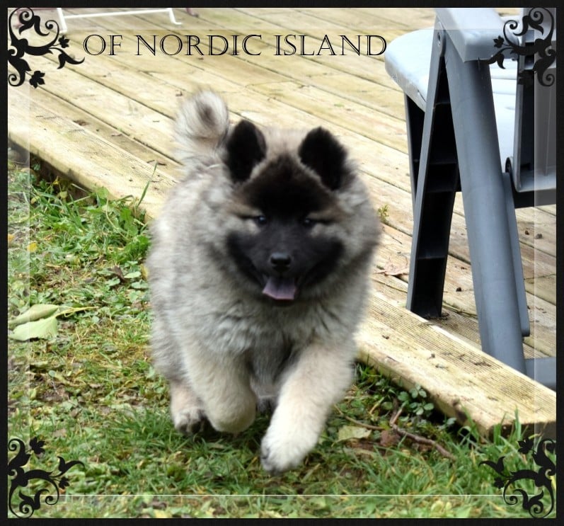 chiot collier vert clair