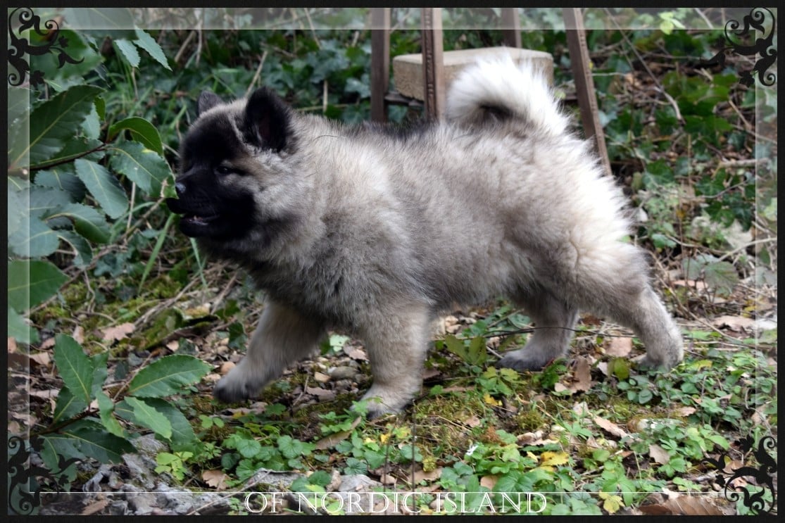 chiot collier vert clair