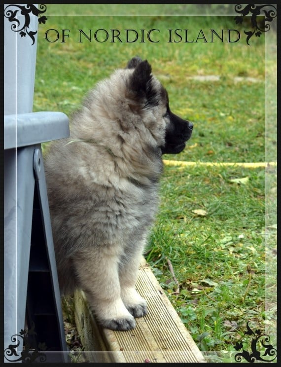 chiot collier vert clair