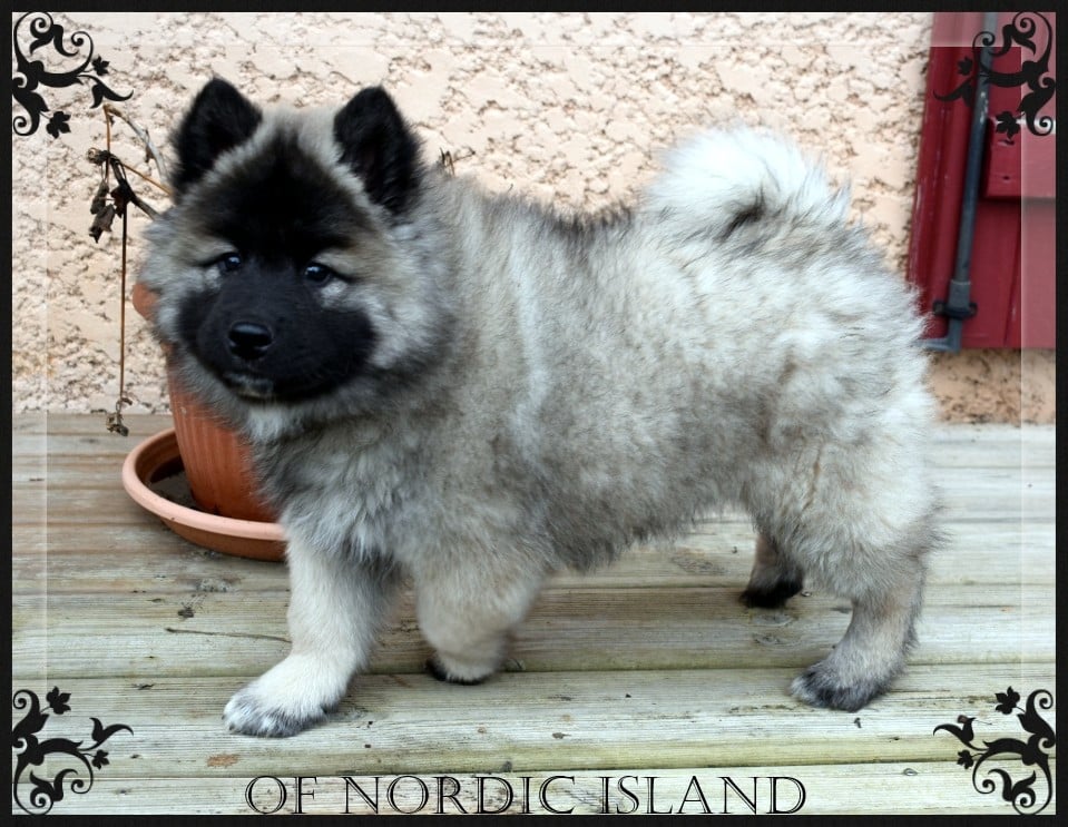 Eurasier - of Nordic Island