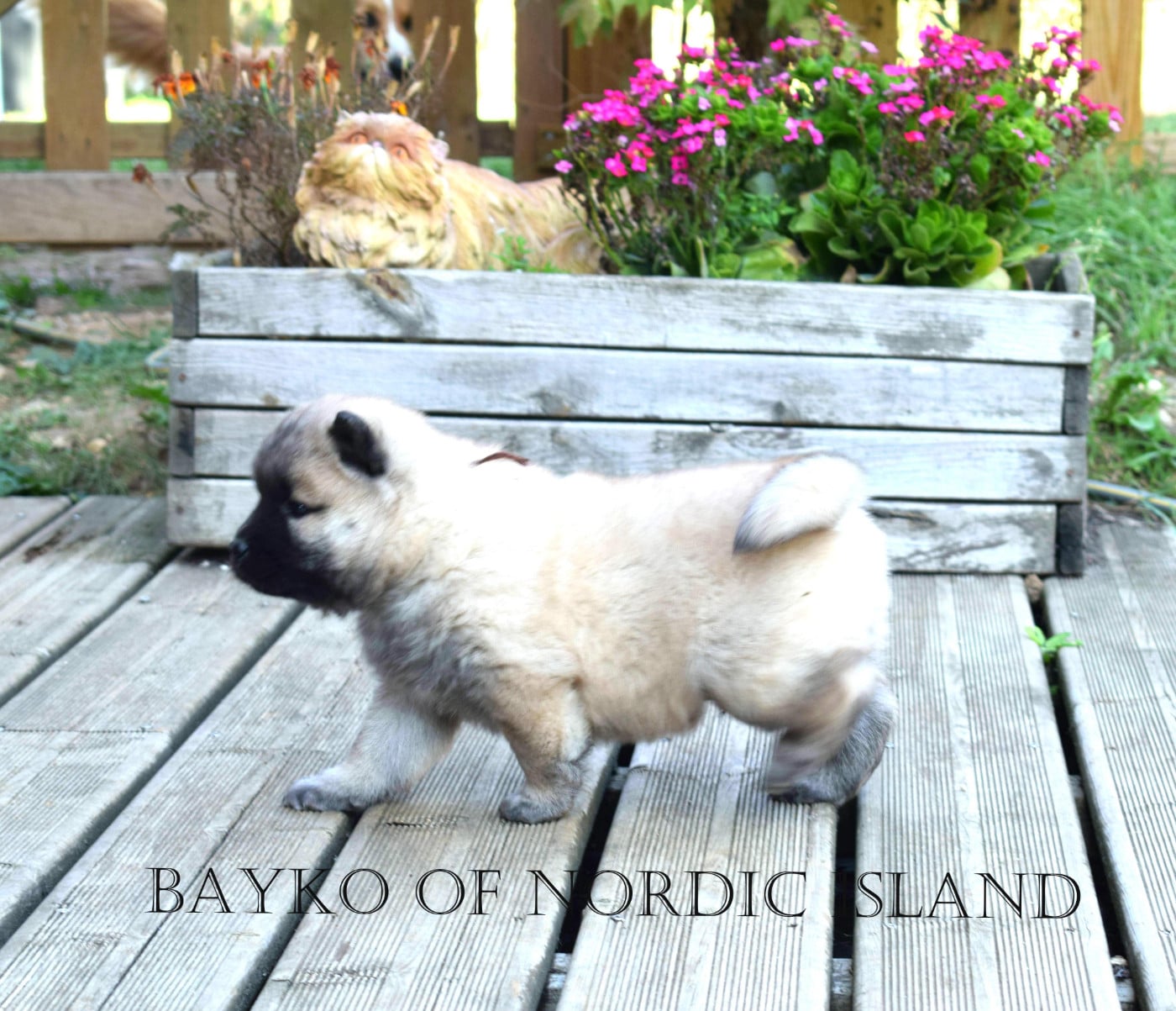 Bayko Of Nordic Island