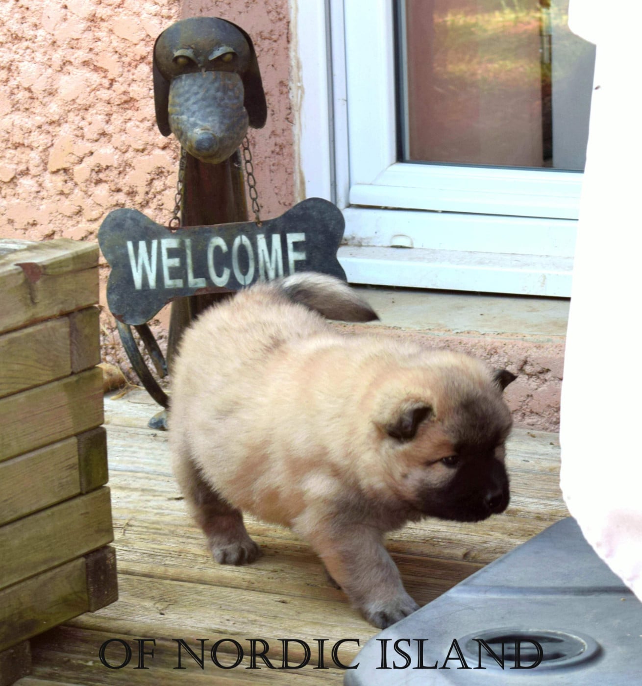 Bayko Of Nordic Island