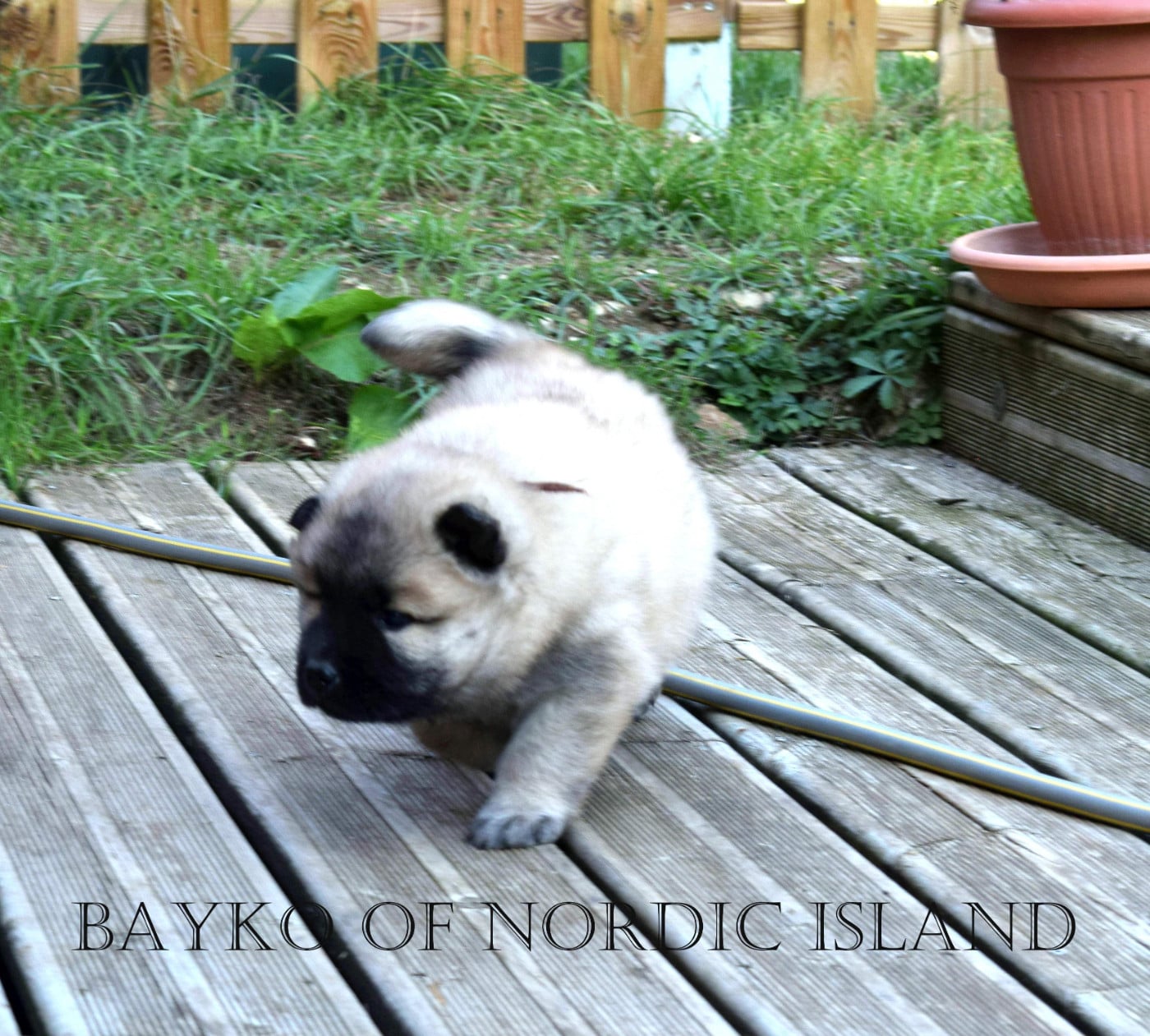 Bayko Of Nordic Island