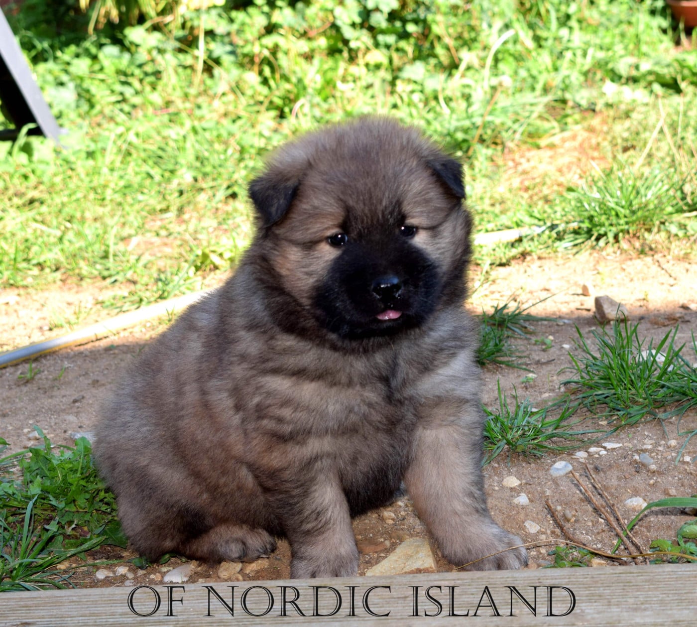 Balou Of Nordic Island