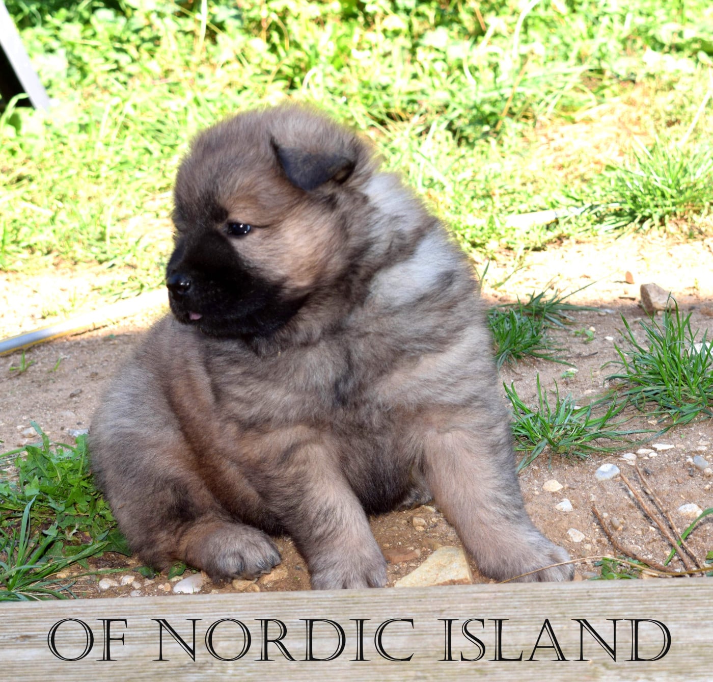 Balou Of Nordic Island