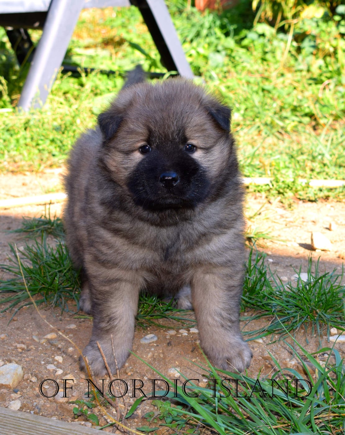 Balou Of Nordic Island