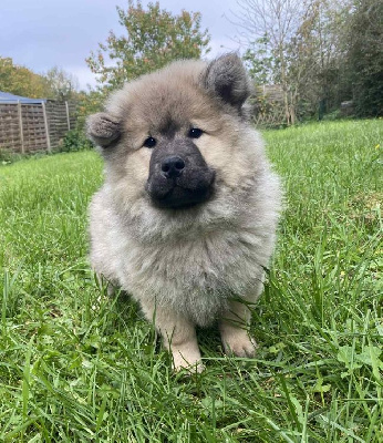 Les chiots de Eurasier