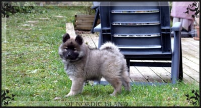 Les chiots de Eurasier