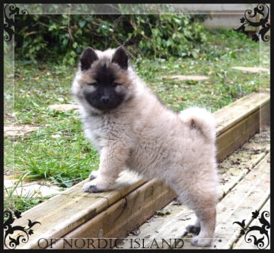 Les chiots de Eurasier