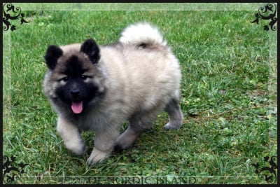 Les chiots de Eurasier