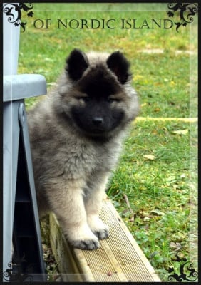 Les chiots de Eurasier