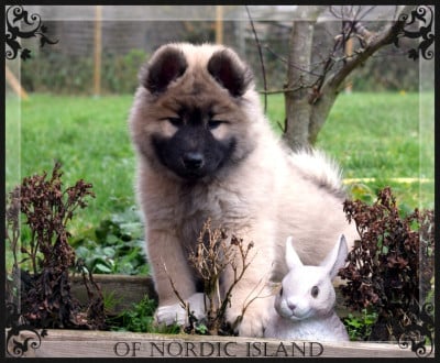 Les chiots de Eurasier