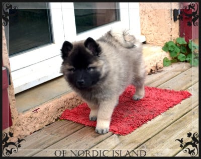 Les chiots de Eurasier