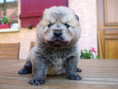 Les chiots de Eurasier