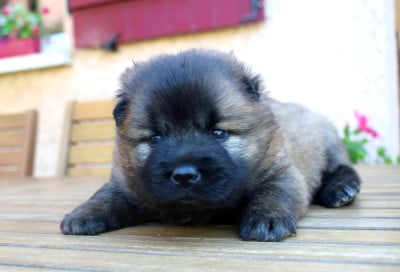 Les chiots de Eurasier