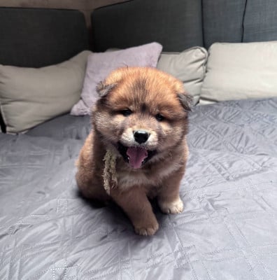 Les chiots de Eurasier