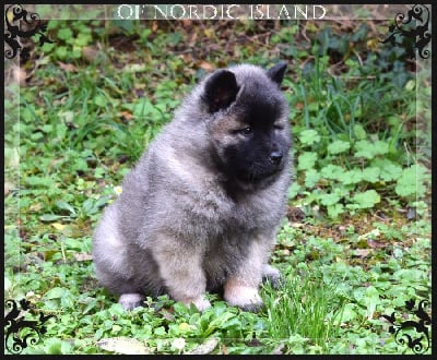 Les chiots de Eurasier