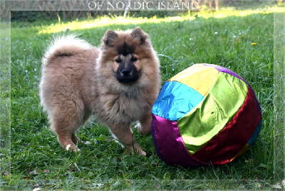 Les chiots de Eurasier