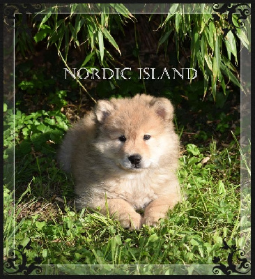 Les chiots de Eurasier