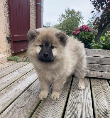 Les chiots de Eurasier