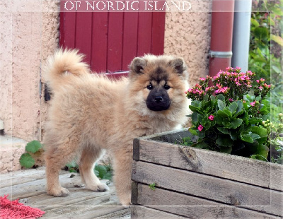 Les chiots de Eurasier